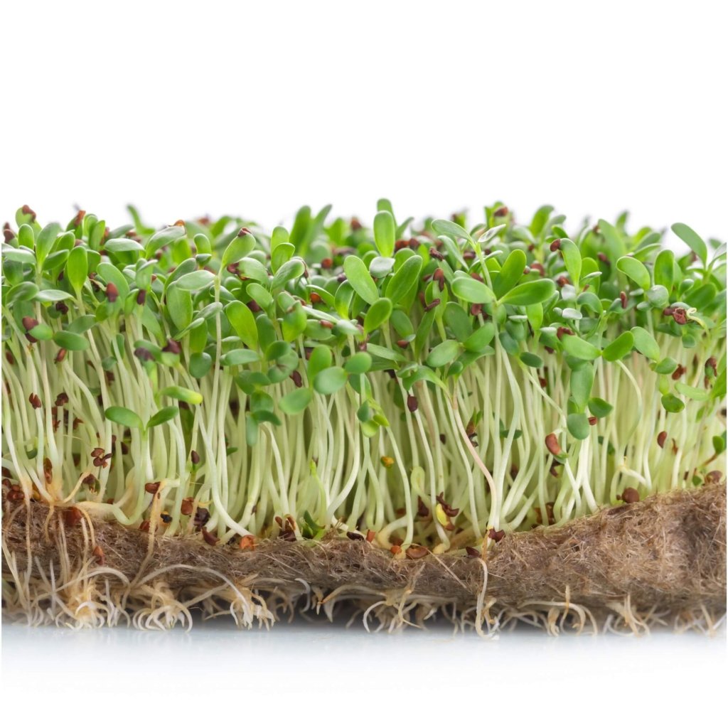 Alfalfa Sprouts Seeds - Happy Valley Seeds