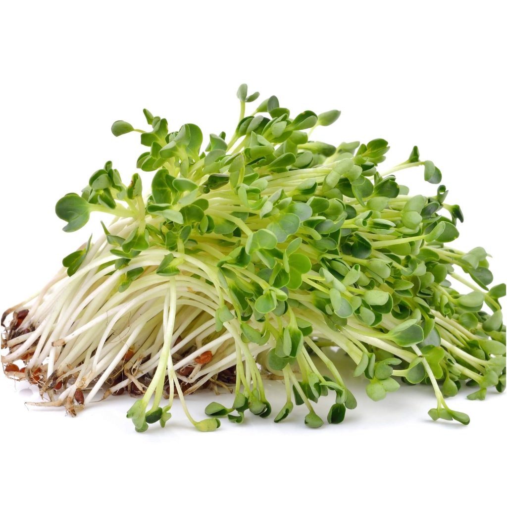 Alfalfa Sprouts Seeds - Happy Valley Seeds