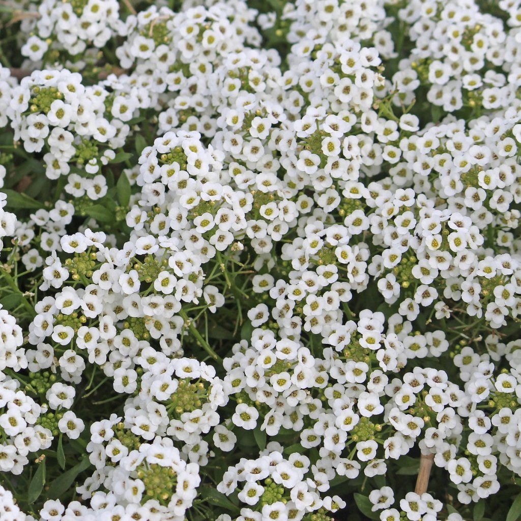 Alyssum - Benthamii seeds - Happy Valley Seeds