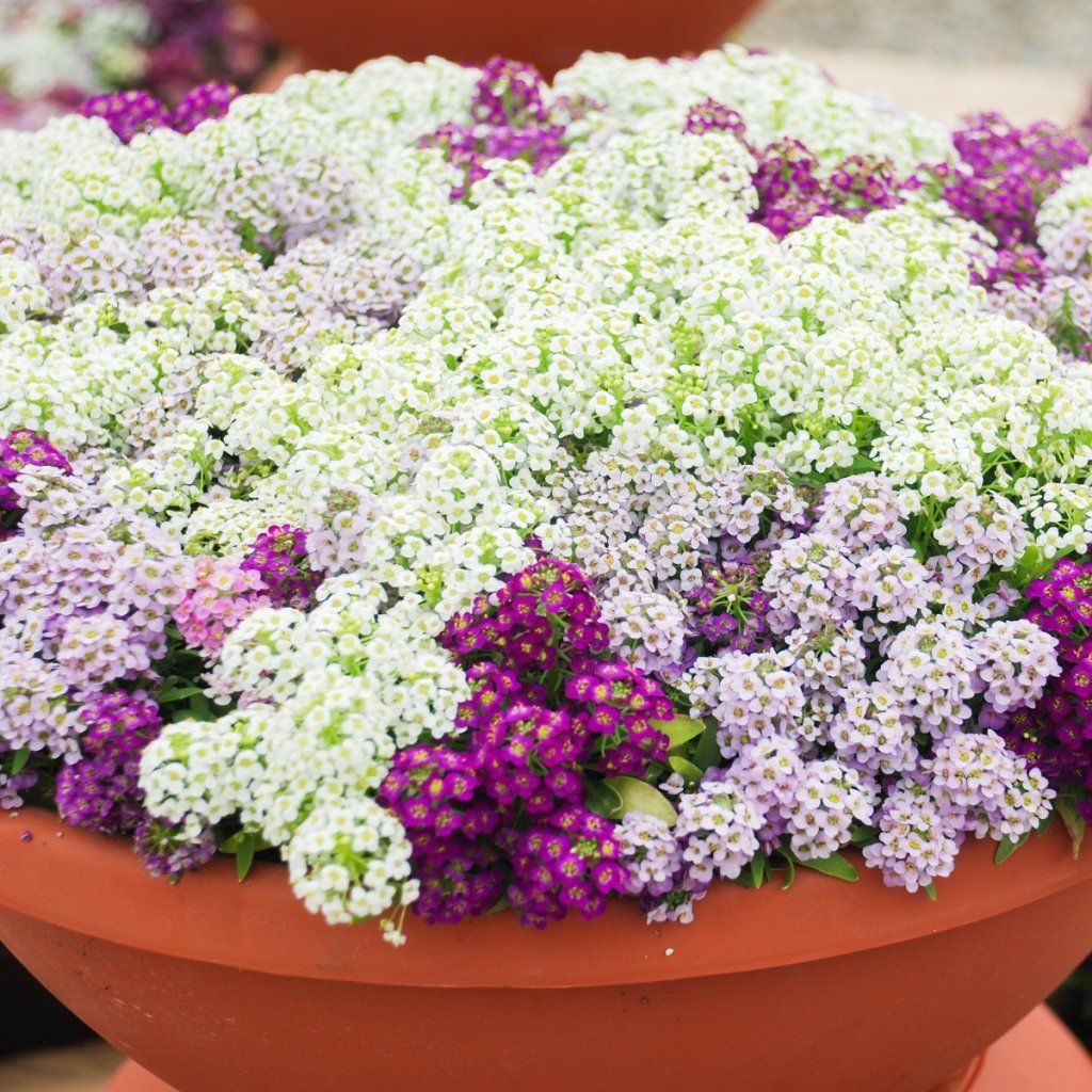 Alyssum - Magic Circles Mixed seeds
