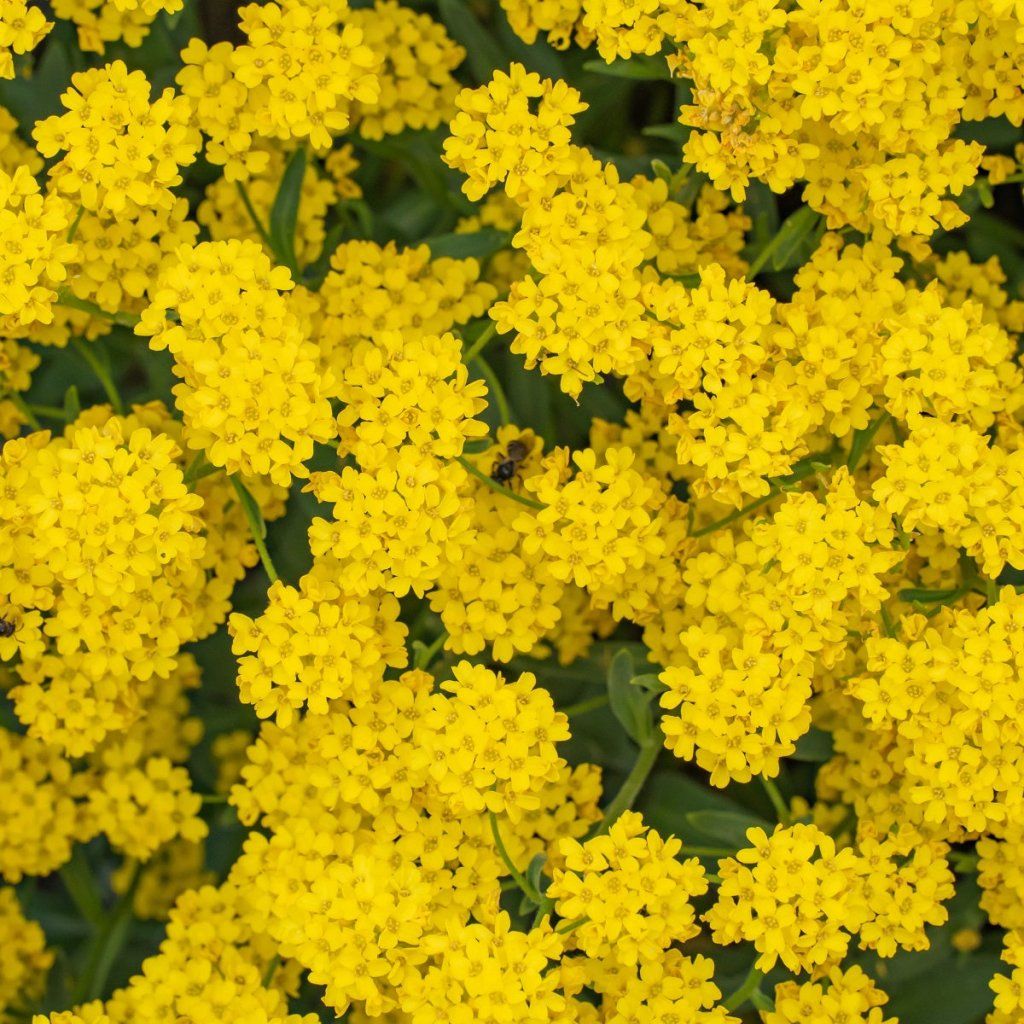 Alyssum - Mountain Gold seeds