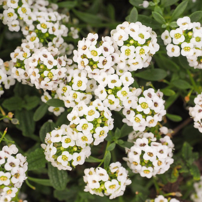 Buy Alyssum Tiny Tim seeds Online Happy Valley Seeds