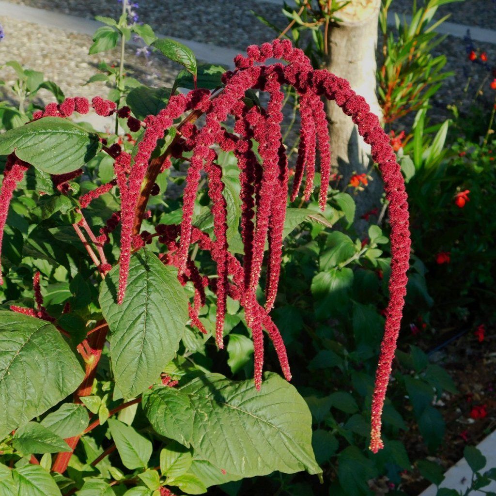 Amaranth - Caudatus Red seeds