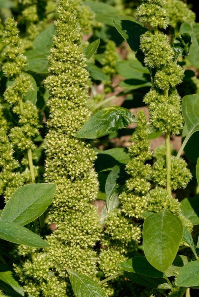 Amaranth - Green Thumb seeds - Happy Valley Seeds