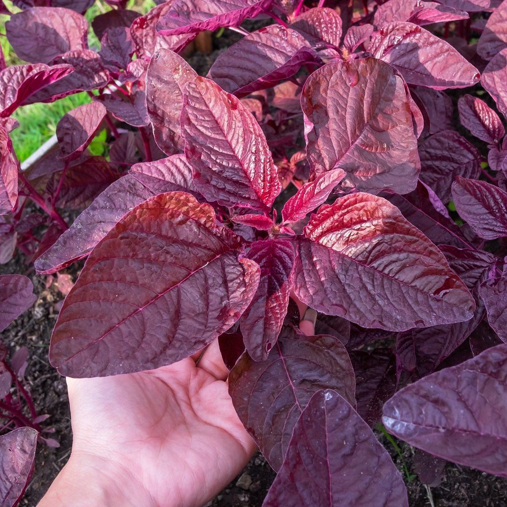 Amaranth - Midnight Red seeds - Happy Valley Seeds