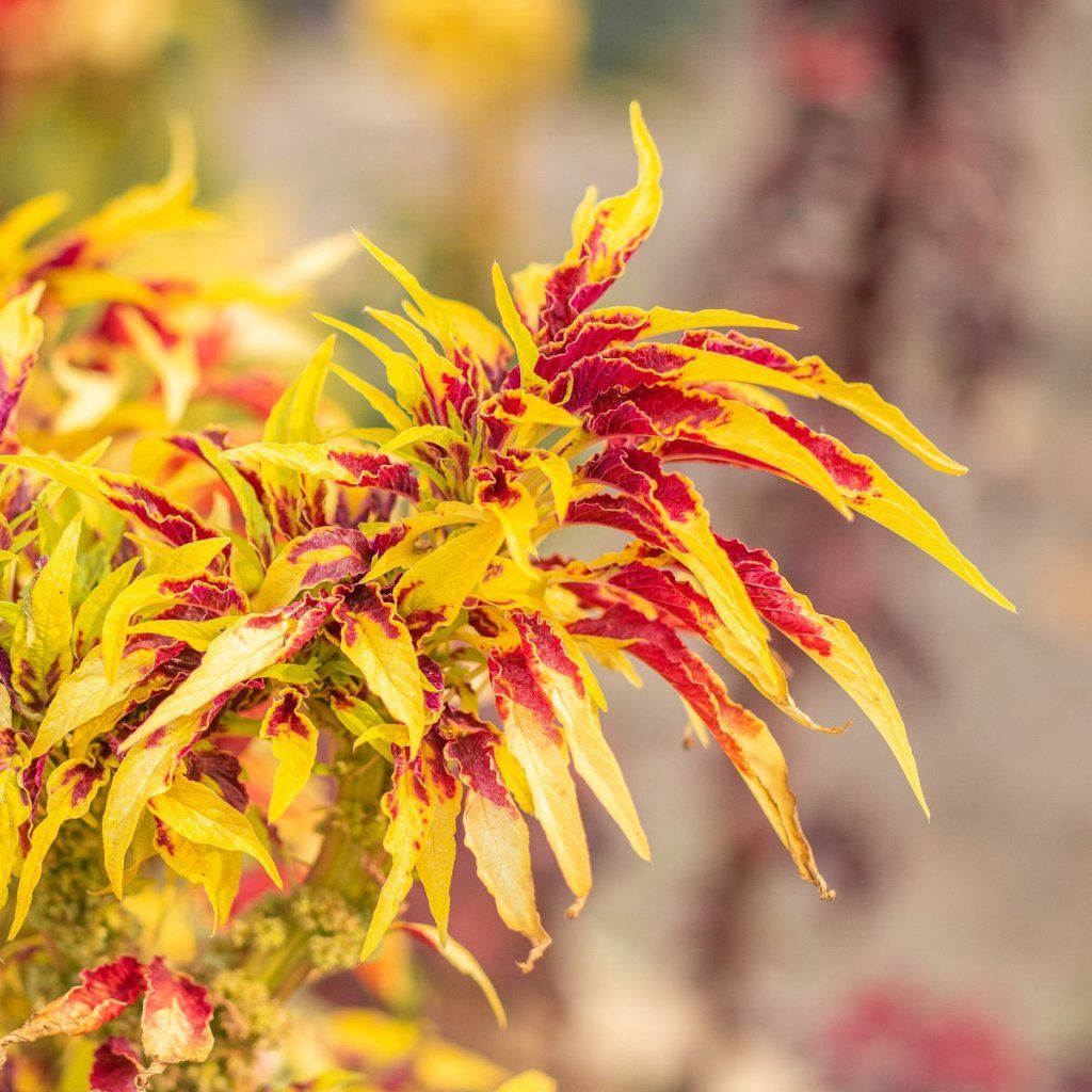 Amaranth - Molten Fire seeds - Happy Valley Seeds
