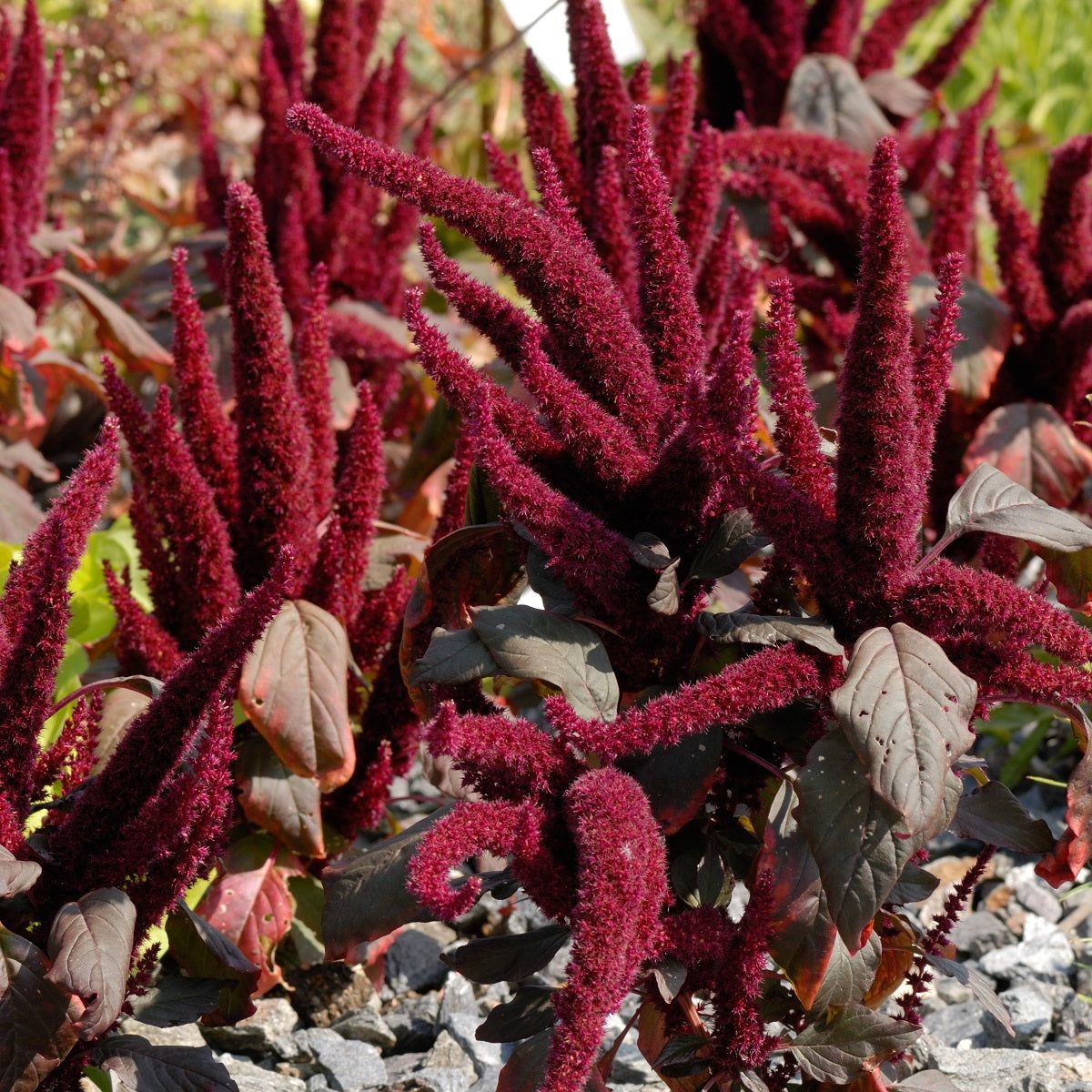 Amaranth - Oeschberg seeds