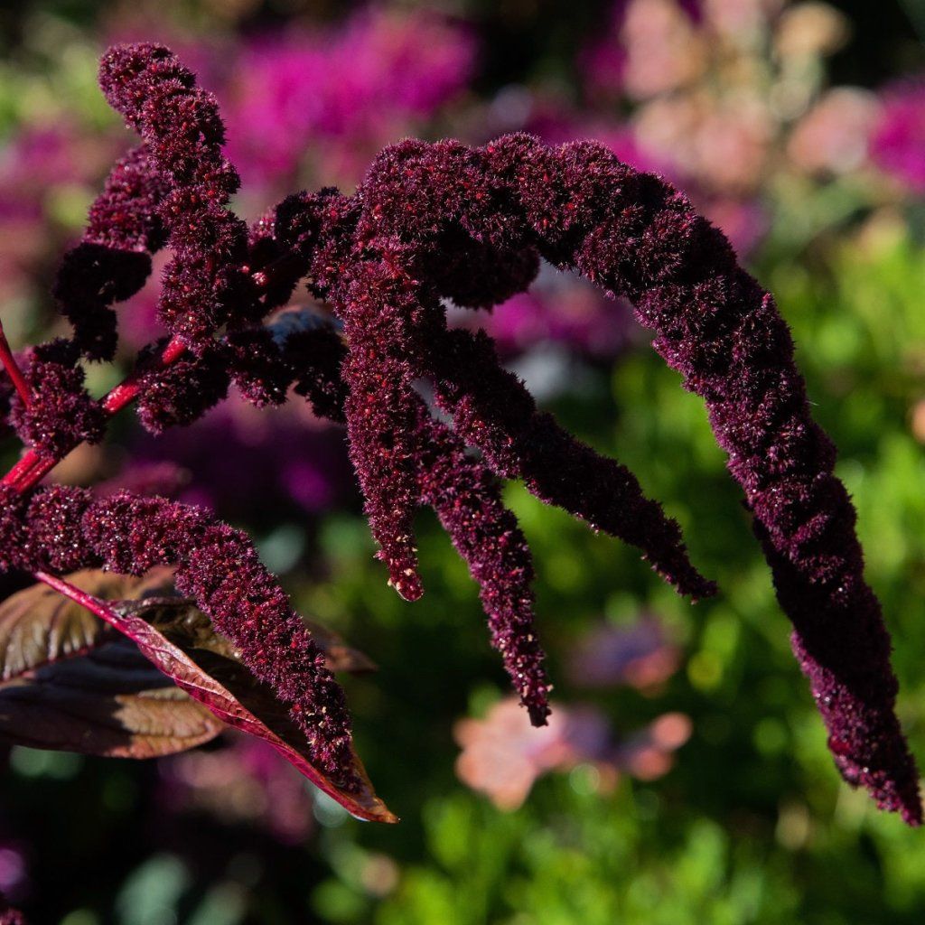 Amaranth - Red Cathedral seeds - Happy Valley Seeds