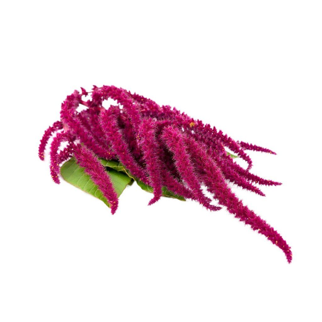 Amaranth - Red Cathedral seeds - Happy Valley Seeds