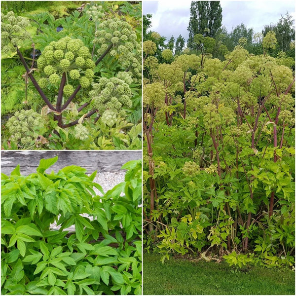 Buy Angelica seeds Online | Happy Valley Seeds