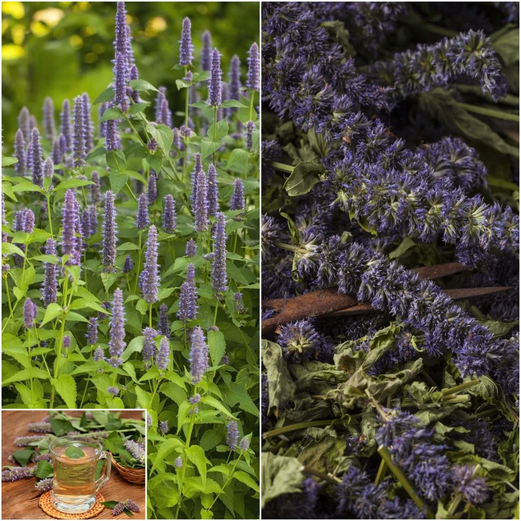 Anise Hyssop seeds - Happy Valley Seeds