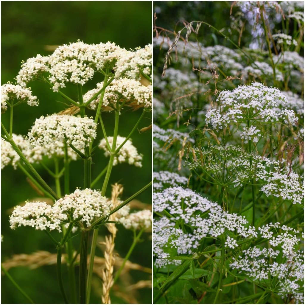 Anise seeds - Happy Valley Seeds