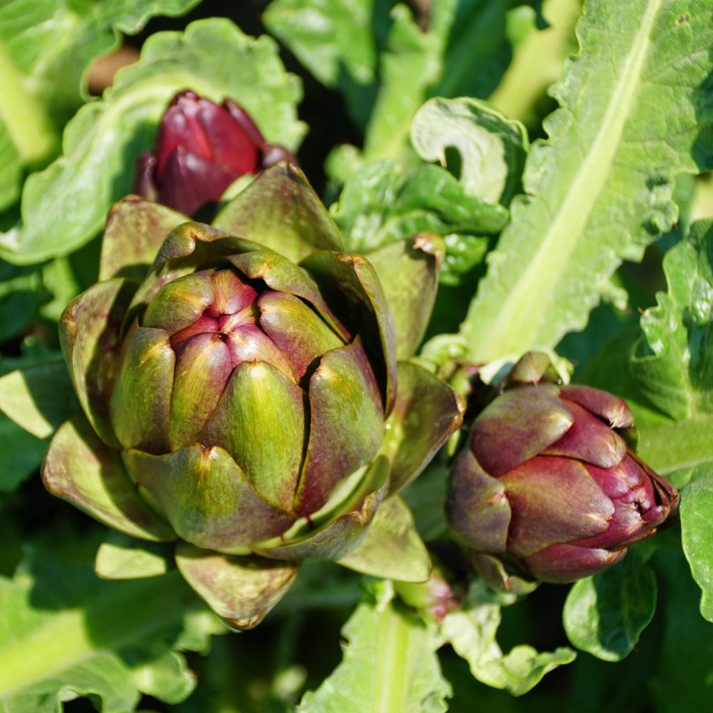 Artichoke - Colorado Red Star seeds - Happy Valley Seeds