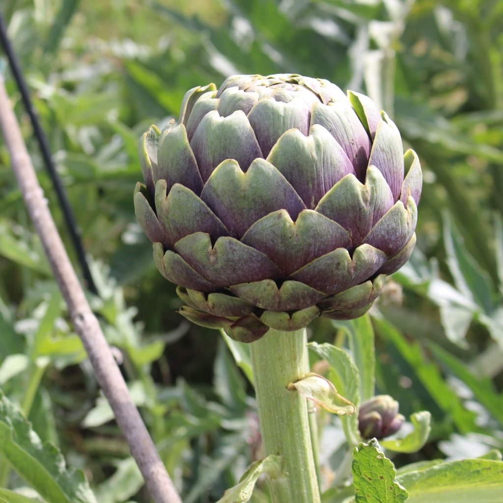Artichoke - Purple of Romagna seeds - Happy Valley Seeds