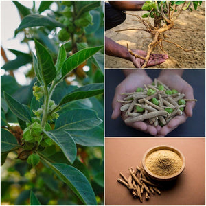 Ashwagandha Vedic seeds