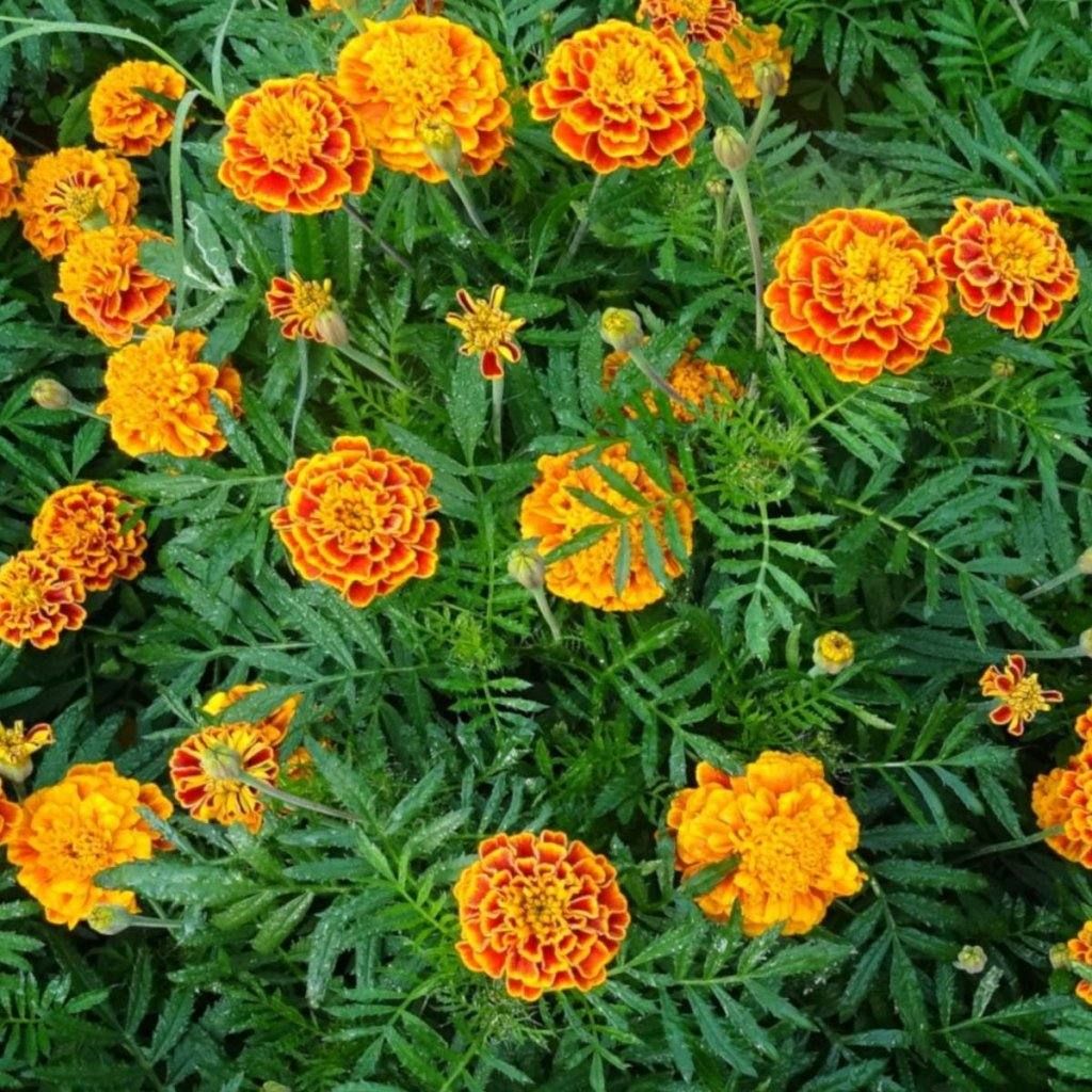 Assassin Marigold seeds