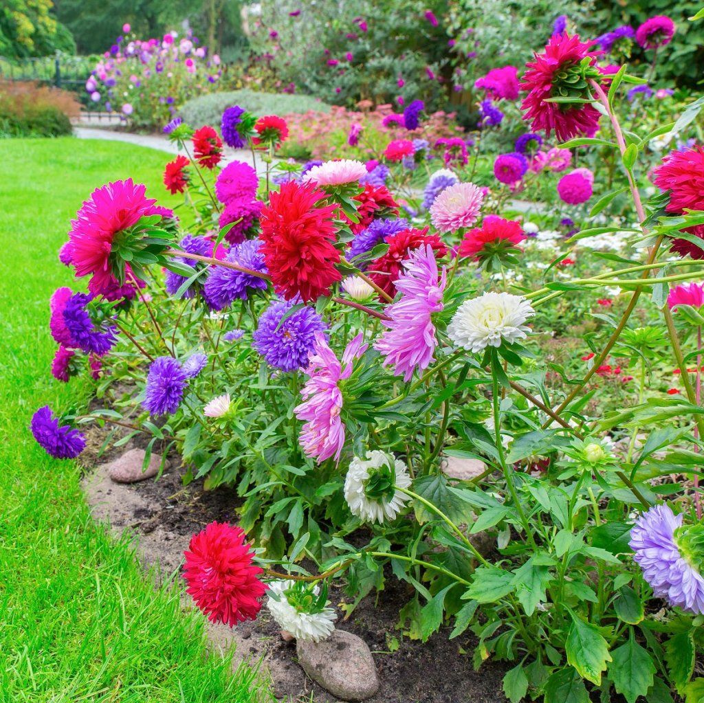Aster - Colour Carpet Mix seeds - Happy Valley Seeds