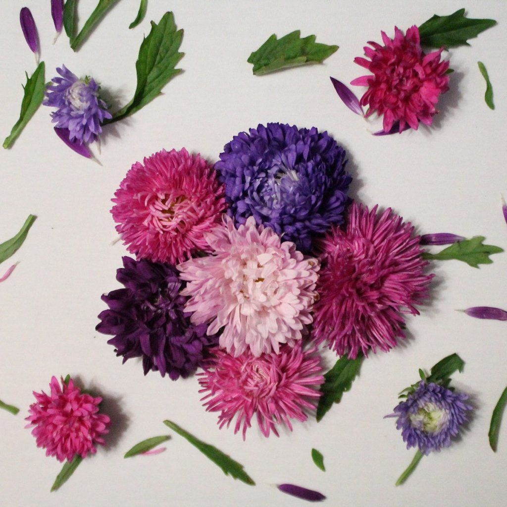 Aster - Giants Of California seeds - Happy Valley Seeds