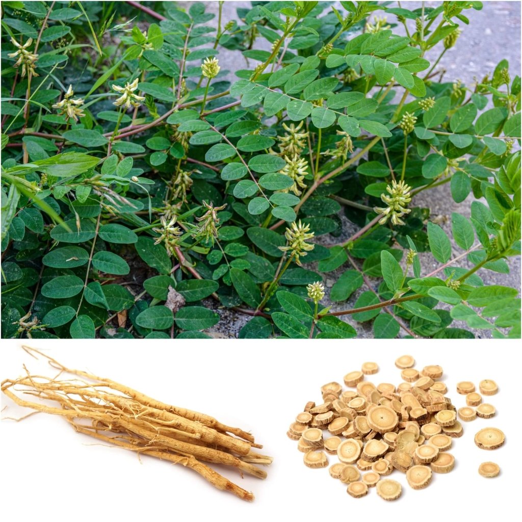 Astragalus (Huang Qi) seeds - Happy Valley Seeds