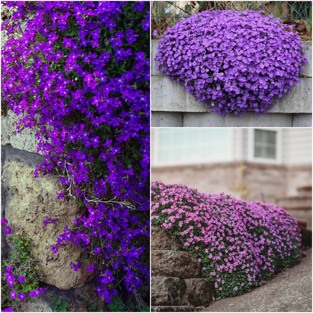 Aubretia - Hybrida Mix seeds - Happy Valley Seeds