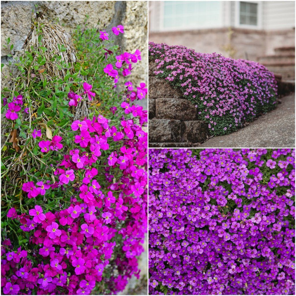 Aubretia - Hybrida Pink seeds - Happy Valley Seeds