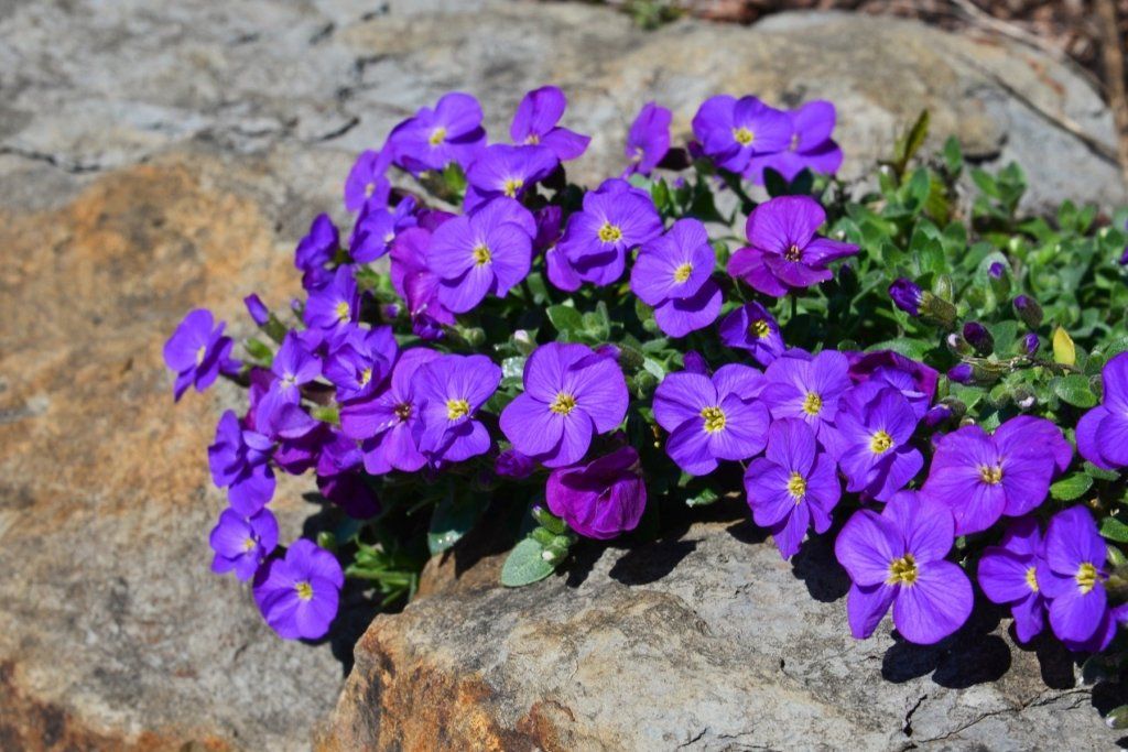 Aubretia - Hybrida Purple seeds - Happy Valley Seeds