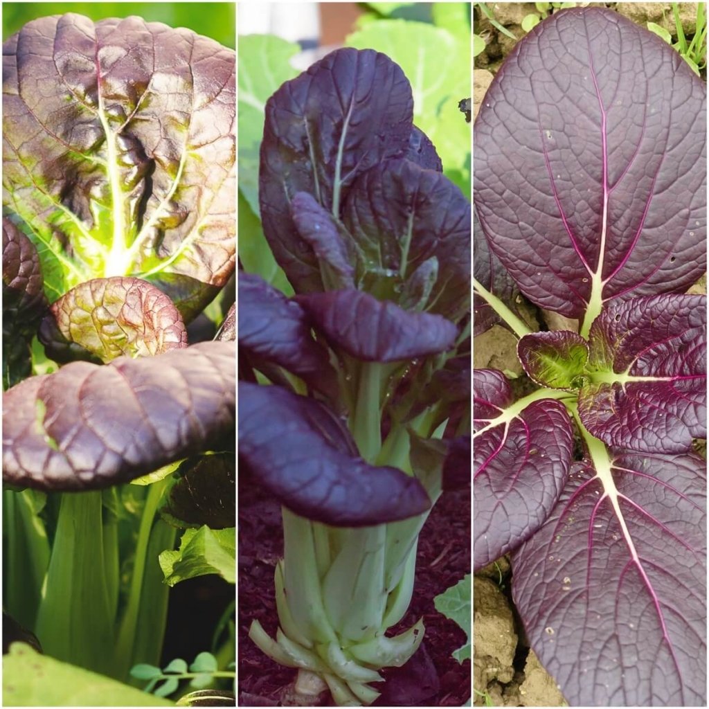 Baby Bok Choy Red F1 seeds - Happy Valley Seeds