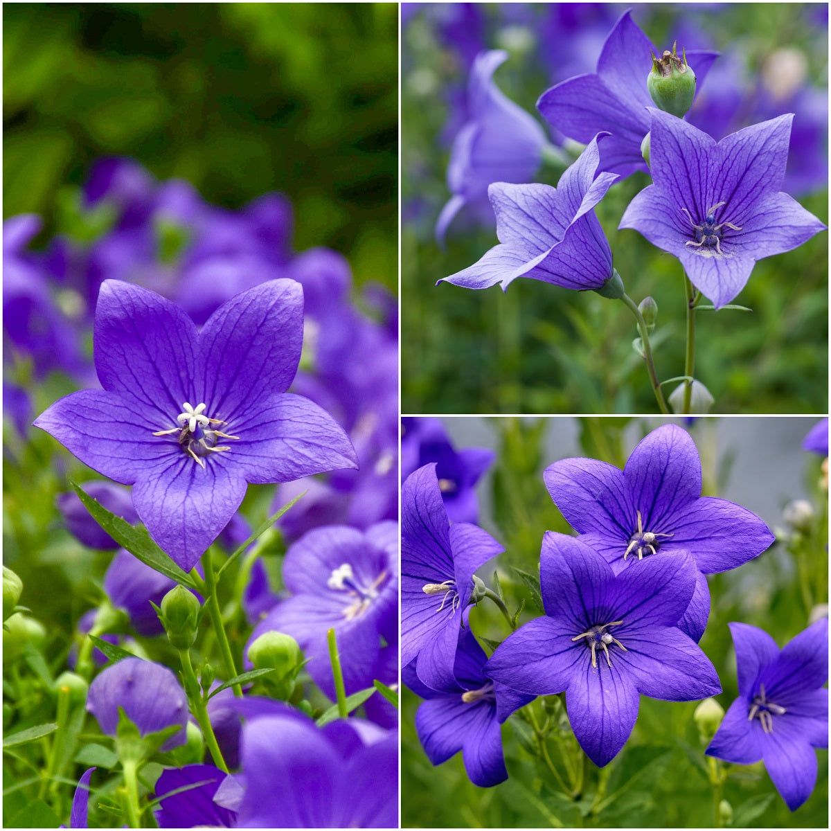 Balloon Flower - Tall Blue seeds