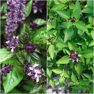 Basil - Cinnamon seeds