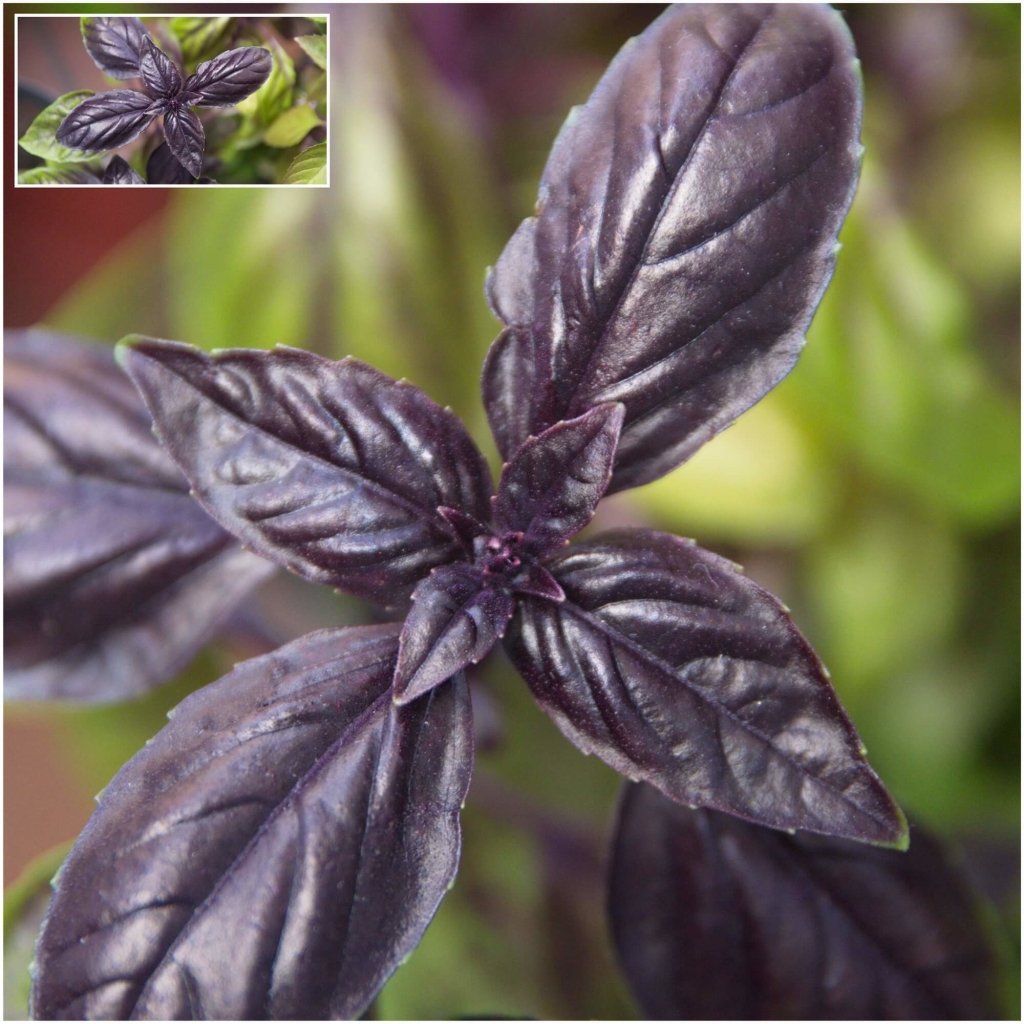 Basil - Freddy seeds - Happy Valley Seeds