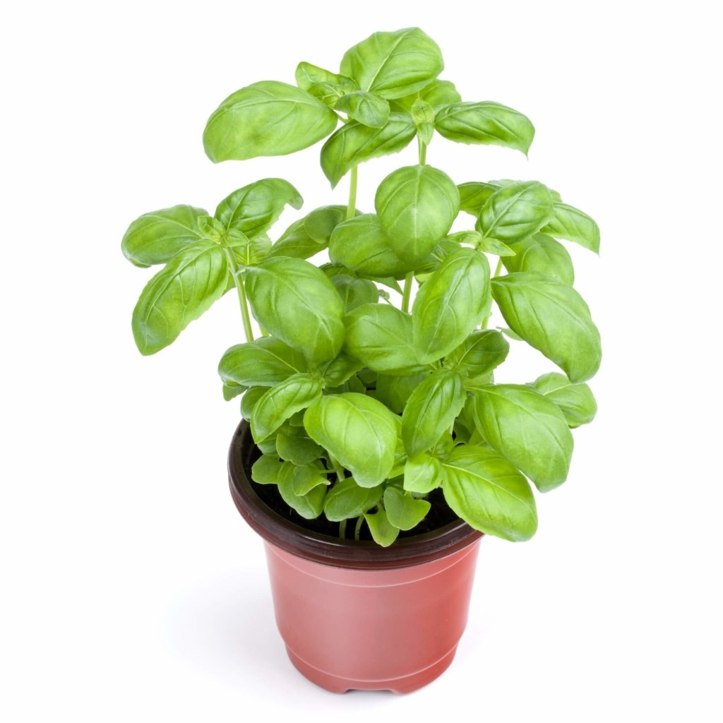 Basil - Gecofure seeds - Happy Valley Seeds