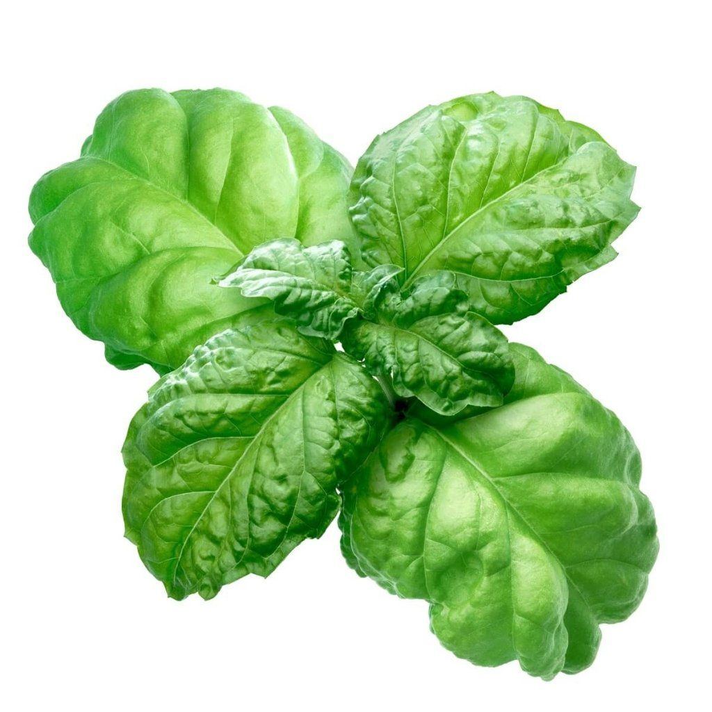 Basil - Lettuce Leaf seeds - Happy Valley Seeds