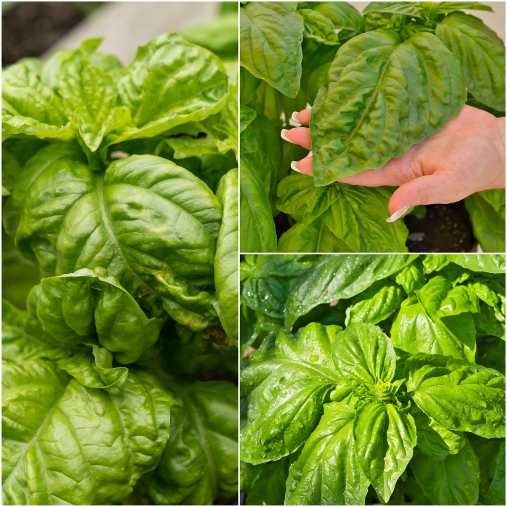 Basil - Mammoth seeds - Happy Valley Seeds