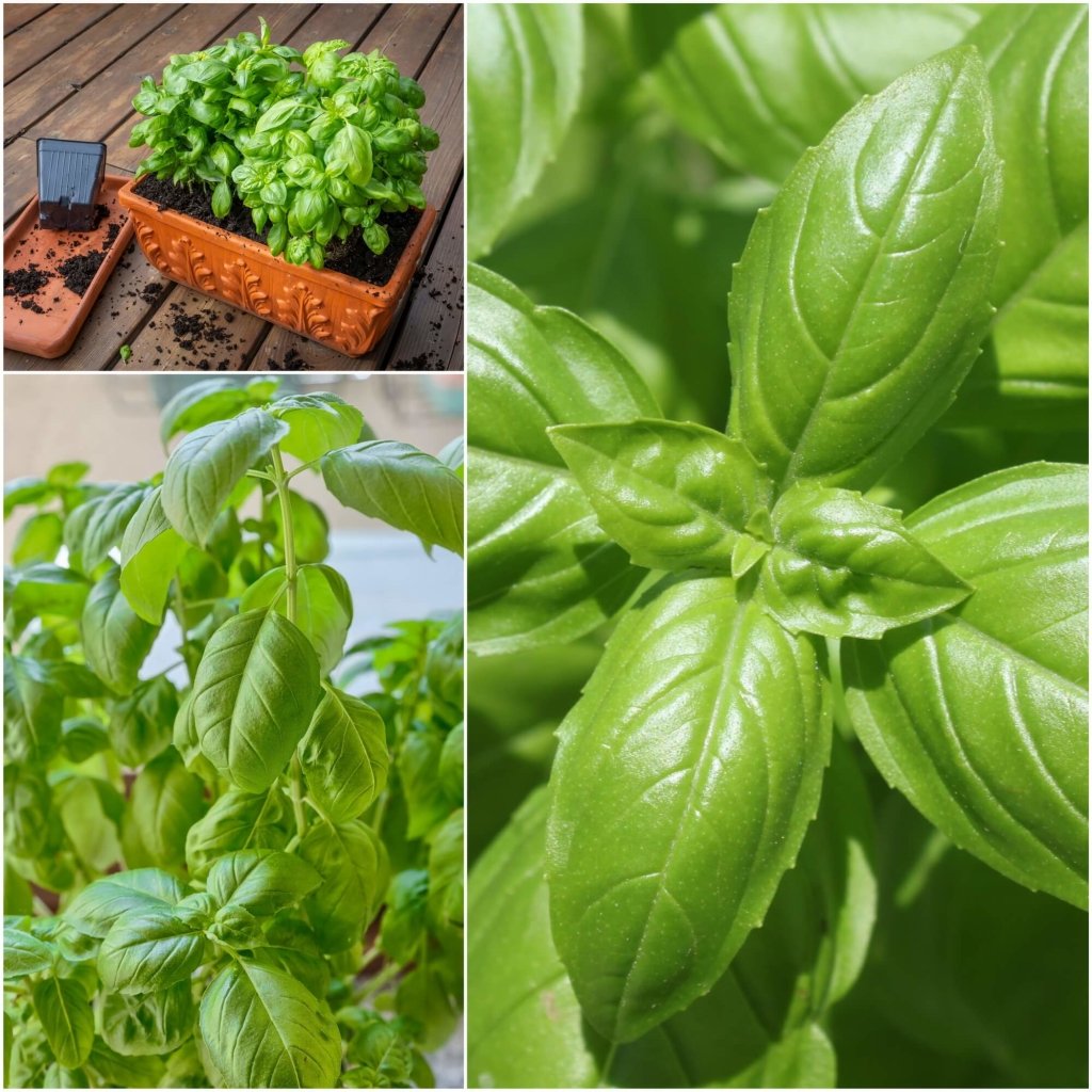 Basil - Medinette seeds - Happy Valley Seeds