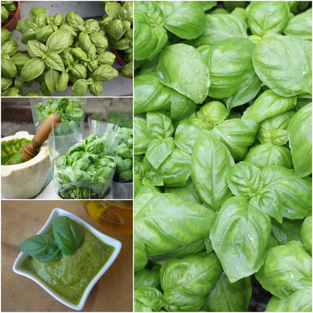 Basil - Prospera F1 PBR seeds - Happy Valley Seeds