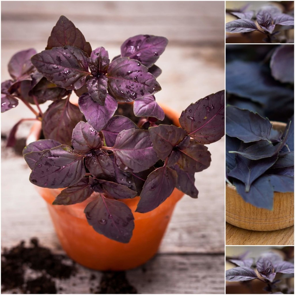 Basil - Purple Fire seeds - Happy Valley Seeds