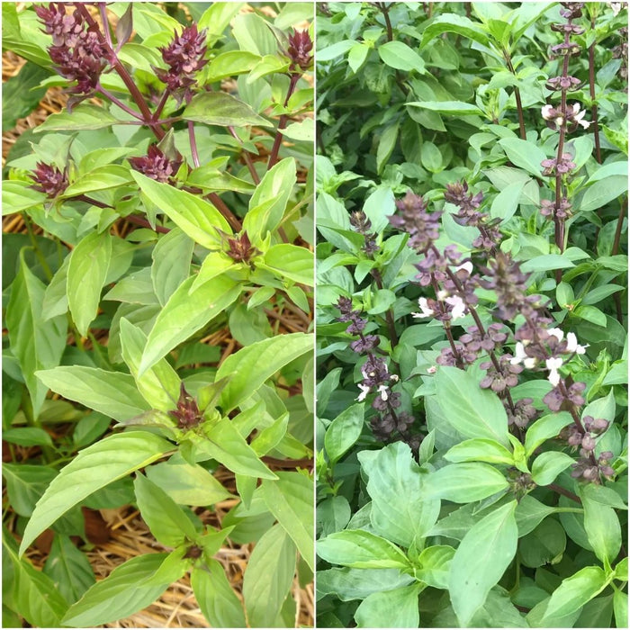 Buy Basil Siam Thai Queen seeds Online Happy Valley Seeds