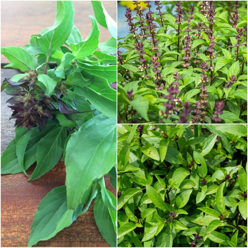 Basil - Thai Queenette seeds - Happy Valley Seeds