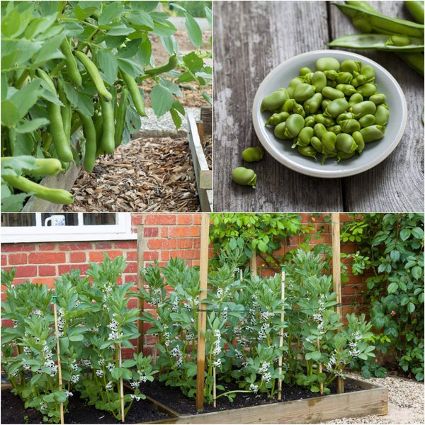 broad bean seeds planting Bean Broad Coles Dwarf Seeds
