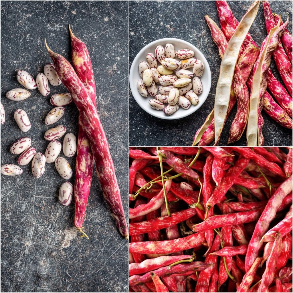 Bean Bush - Borlotti Rooster seeds - Happy Valley Seeds