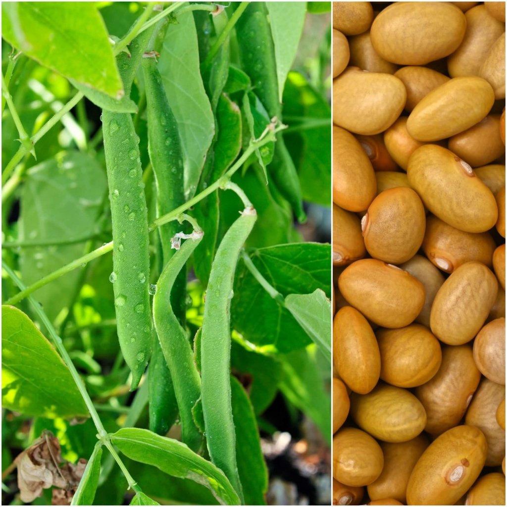 Bean Bush - Canario seeds - Happy Valley Seeds