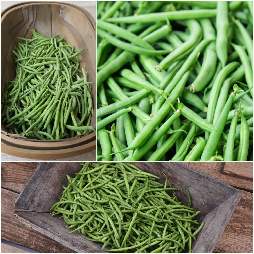 Buy Bean Bush Idelight (Sunray) seeds Online Happy Valley Seeds