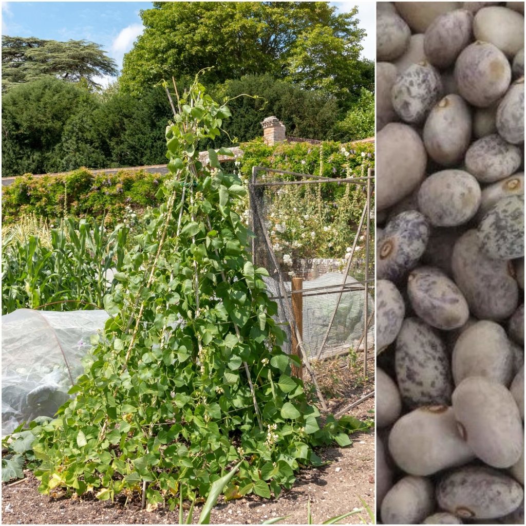 Bean Bush - Tepary Blue Speckled seeds - Happy Valley Seeds