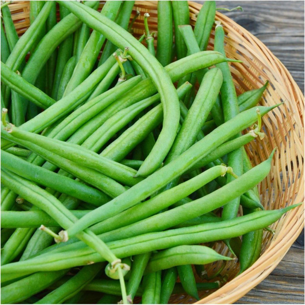 Bean Bush - Windsor Long Pod seeds - Happy Valley Seeds