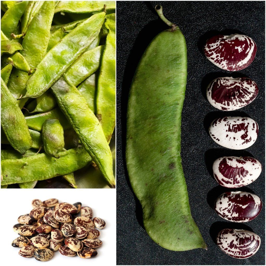 Bean Climbing - Madagascar (Lima) seeds - Happy Valley Seeds