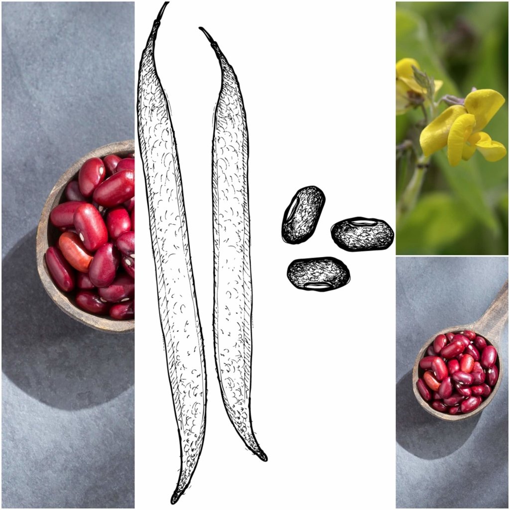 Bean Climbing - Rice seeds - Happy Valley Seeds