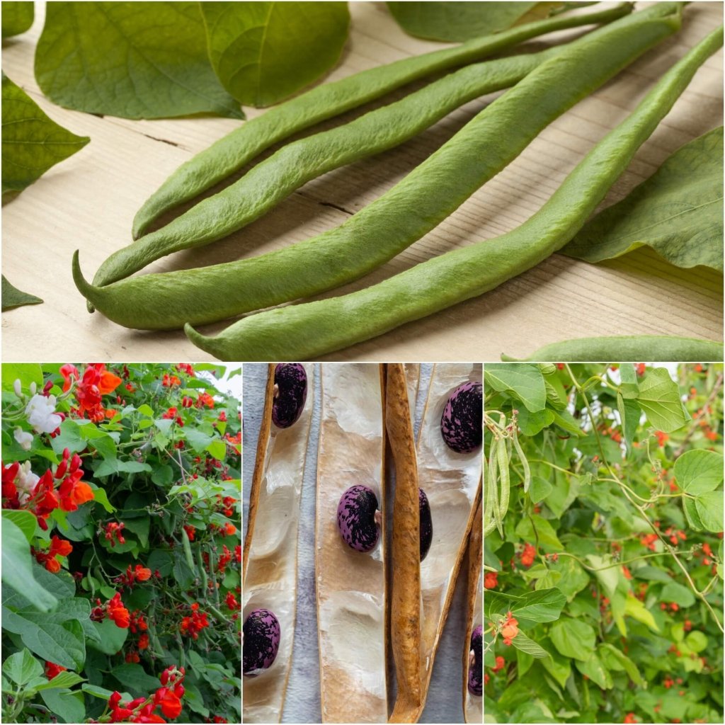 Bean Climbing - Scarlet Emperor Runner seeds - Happy Valley Seeds