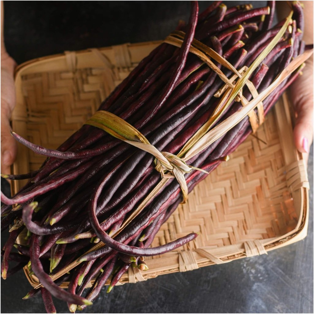 Bean Snake Bush - Burgundy seeds - Happy Valley Seeds