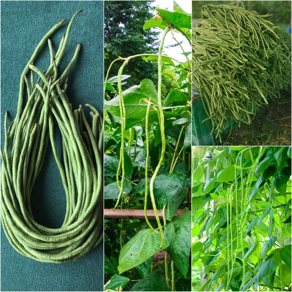 Bean Snake Climbing - Black Seeded seeds - Happy Valley Seeds