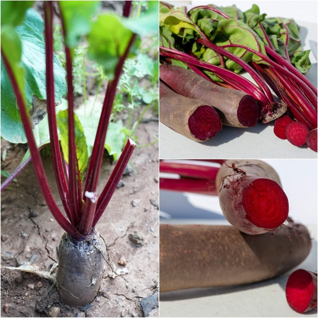 Beetroot - Cylindra seeds - Happy Valley Seeds